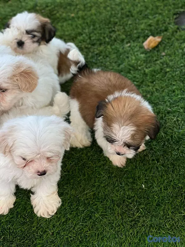 animales y mascotas - hermosos cachorritos de shipoo toy  4