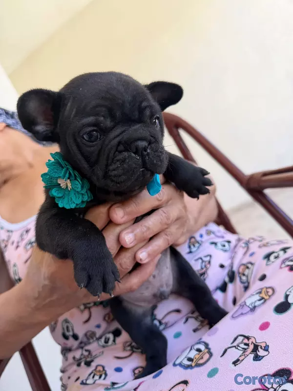 animales y mascotas - Se vende Bulldog Francés  3