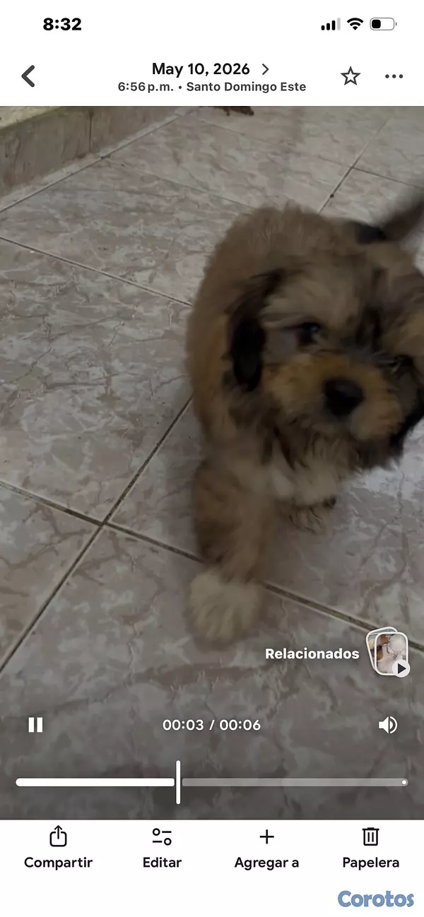 animales y mascotas - shit zu macho 2 meses vacunado y desparasitado  2