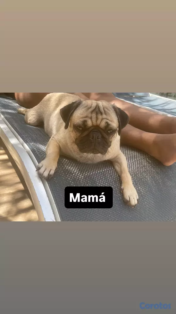 animales y mascotas - Cachorros Pug, hembra y macho. 8