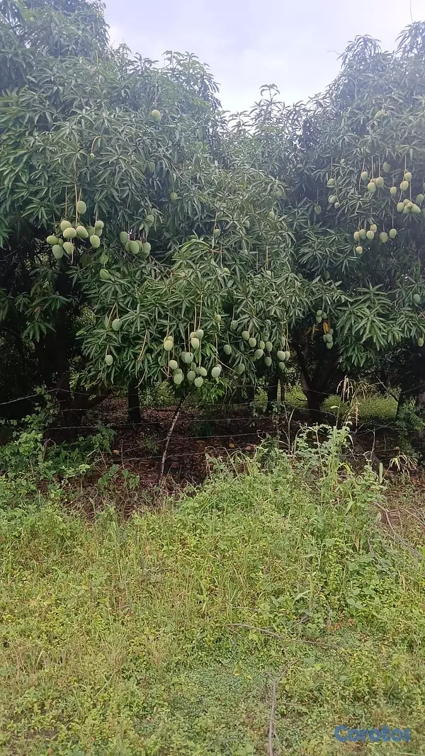 solares y terrenos - finca de 7 tareas sembrada de mango y aguacate  2