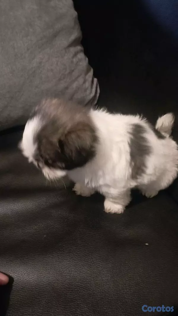 animales y mascotas - SHIH TZU MACHO 💙  3