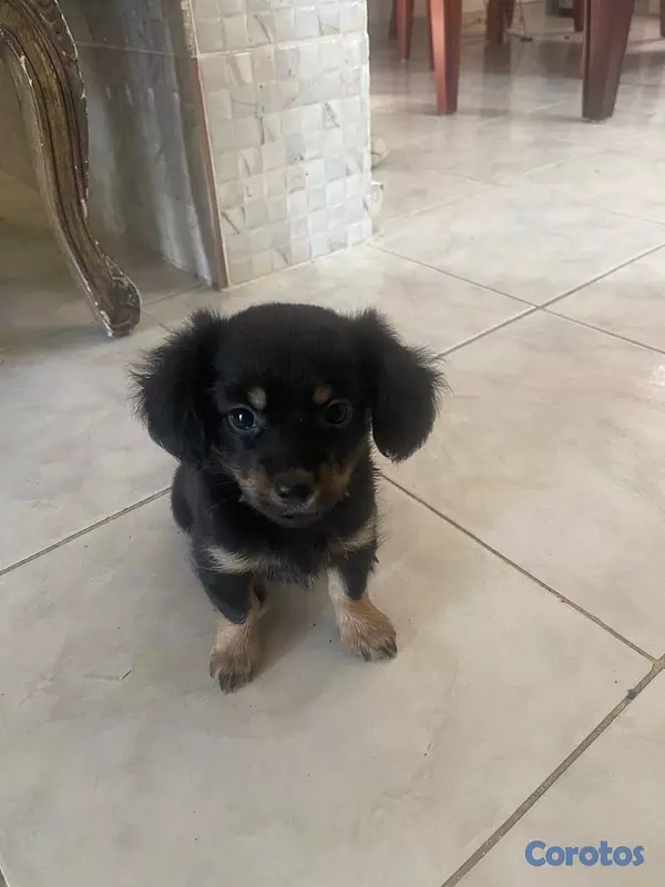 animales y mascotas - chihuahua mariposa  4