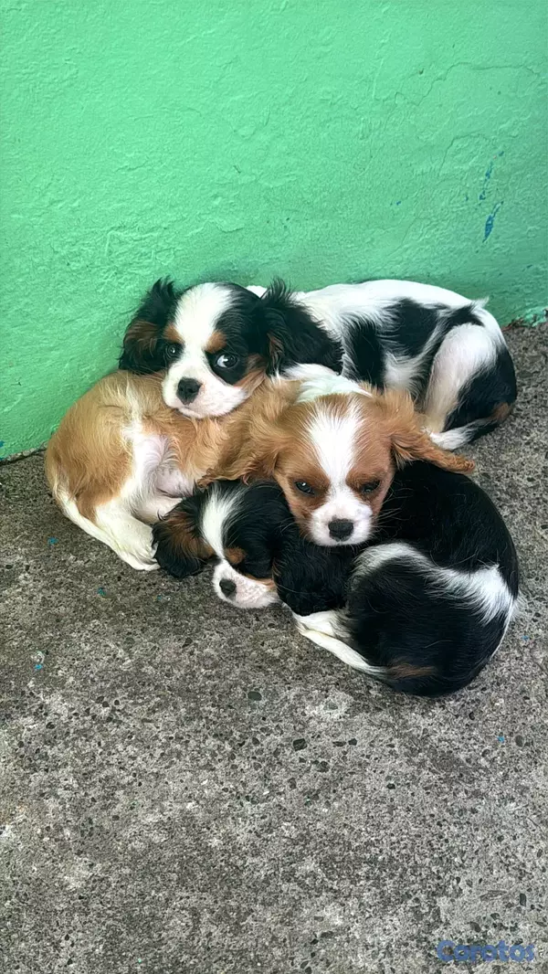 animales y mascotas - hermosos cachorritos de king cavalier  7
