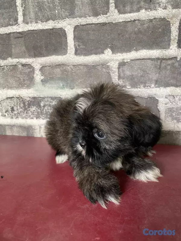 animales y mascotas - Shih tzu  cachorros  2