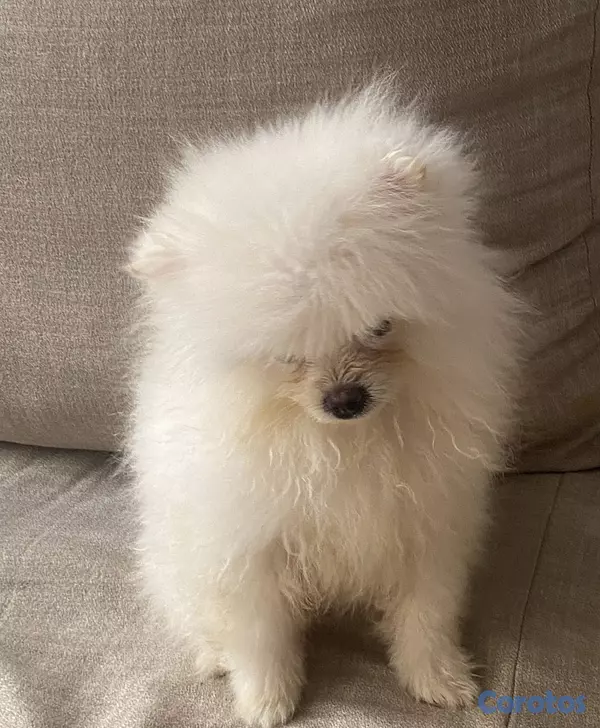 animales y mascotas - Pomerania de 3 meses de edad con sus vacunas, cara de muñeca,  papá cara de oso 6