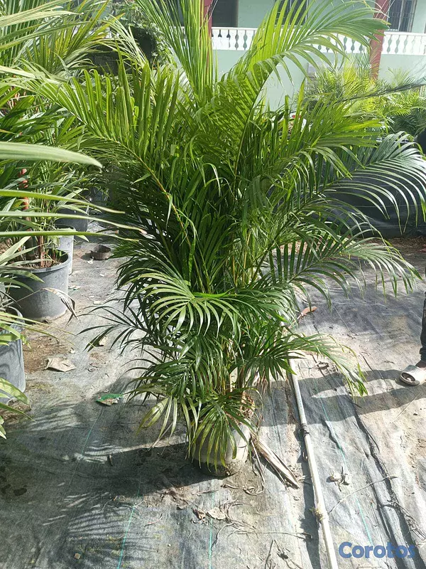 servicios profesionales - Alquiler de Plantas para Eventos 5
