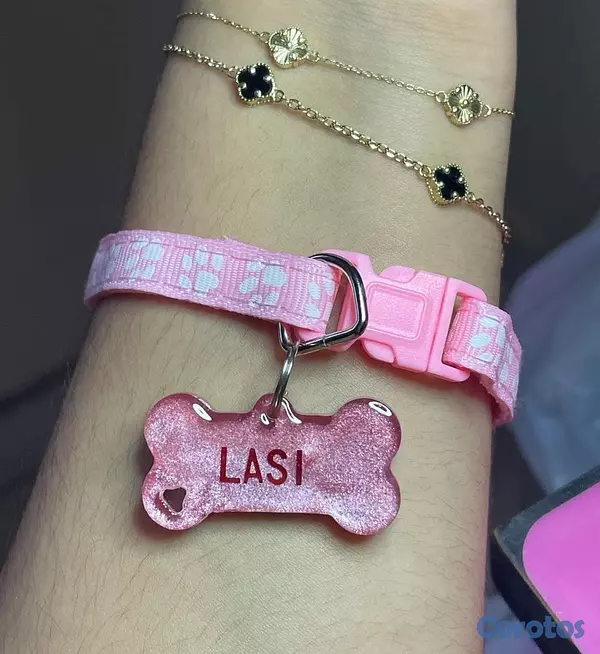 animales y mascotas - Chapillas y collares personalizados para perros y gatos 8