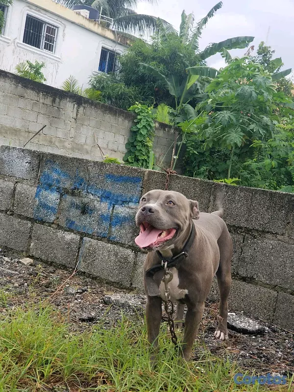animales y mascotas - Pitbull Blue (Hembra) adulta 6