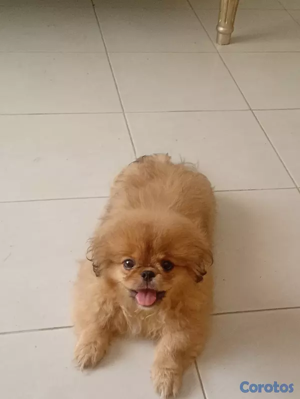 animales y mascotas - Pekines macho  8