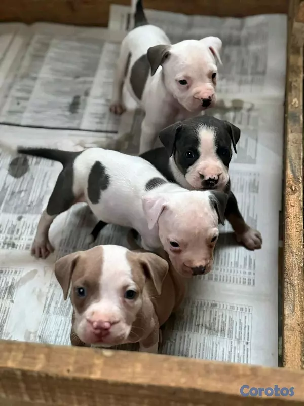 animales y mascotas - hermosos cachorritos de pitbul  2