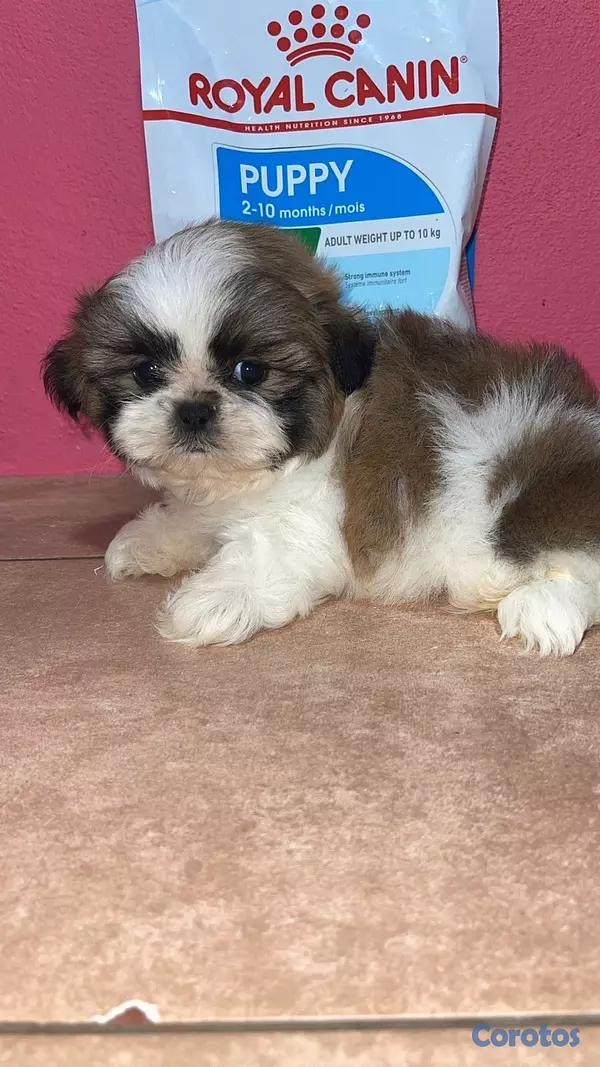 animales y mascotas - Shih tzu macho Disponible ✅ 2
