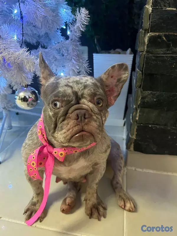 animales y mascotas - Perro Bulldog Francés Merle exótica  4