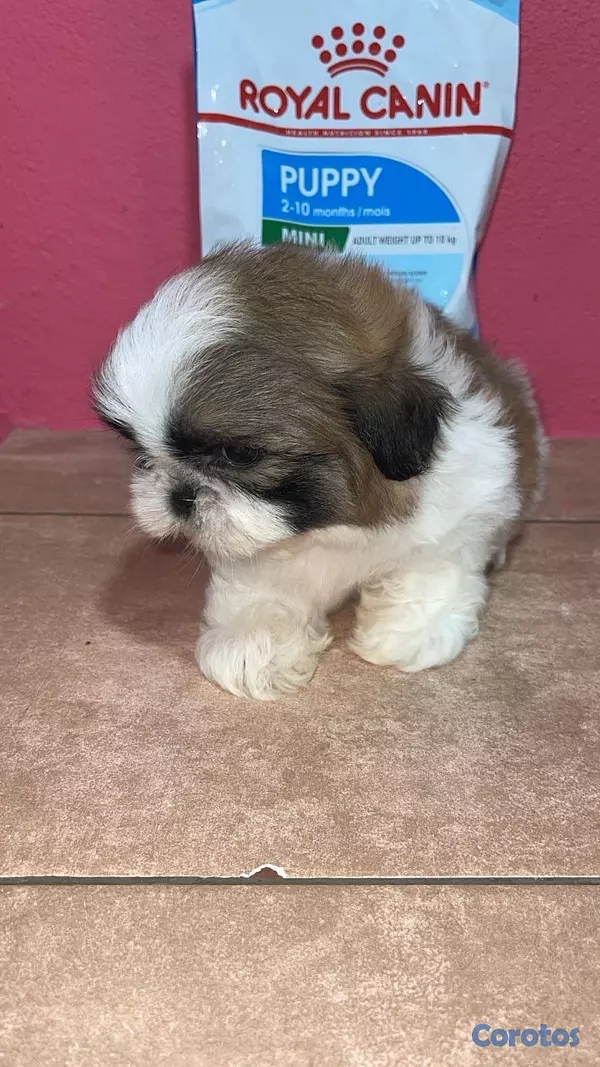animales y mascotas - Shih tzu macho Disponible ✅ 3