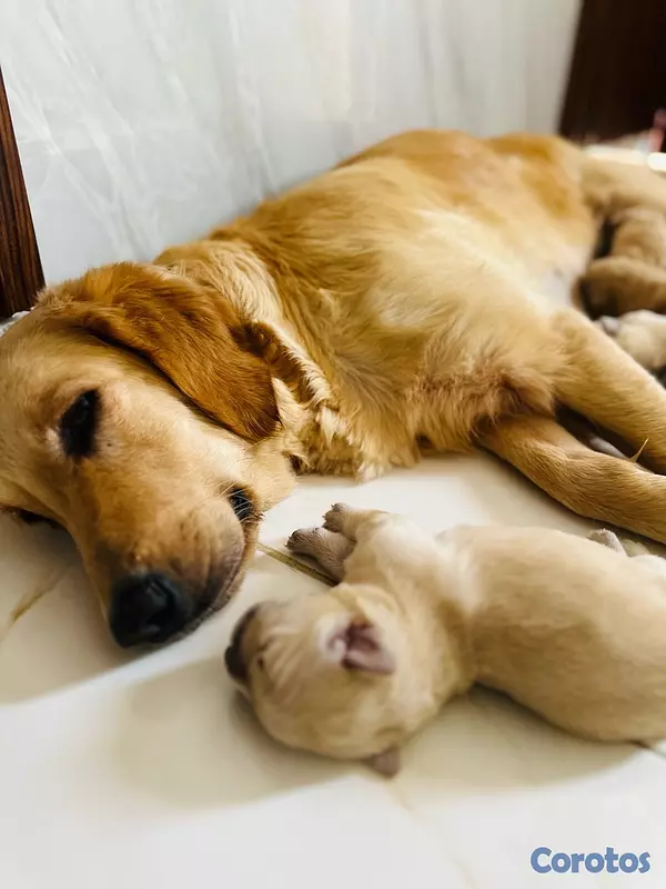 animales y mascotas - Cachorros Golden Retriever  5