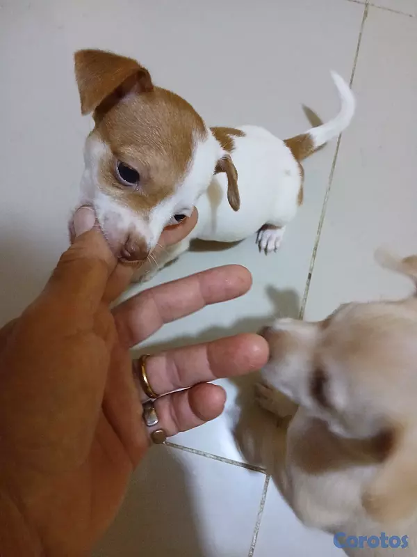 animales y mascotas - Chihuahua, Jack Russell y Pinscher  4