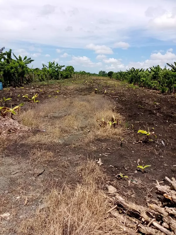 solares y terrenos - Finca de Platano 52 tareas en Zafarraya, Moca 3
