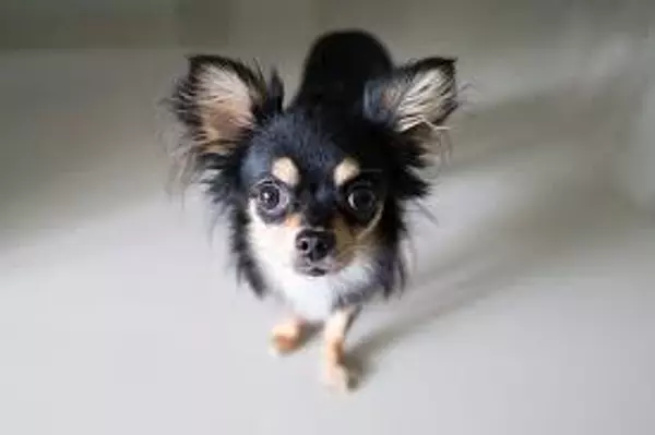 animales y mascotas - Adopto Perro Chihuahua  2