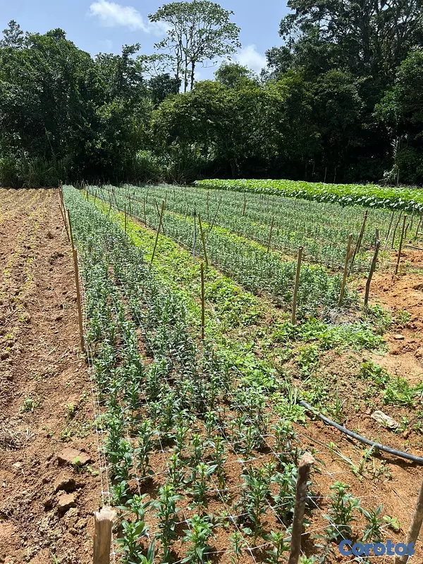 solares y terrenos - Finca en Constanza de 2795 tareas  4