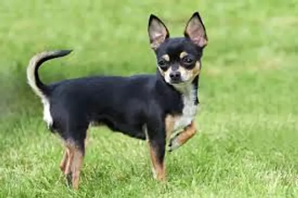animales y mascotas - Adopto Perro Chihuahua  3