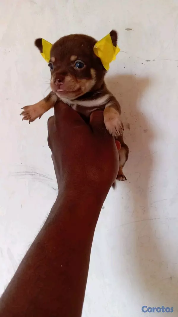 animales y mascotas - hermosos cachorriros chihuahua mini 5
