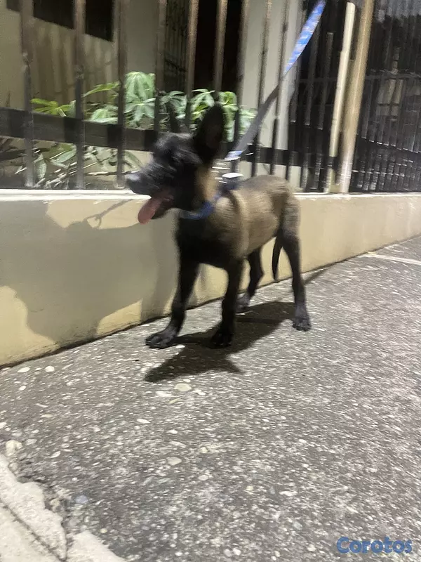 animales y mascotas - Pastor belga malinois  2