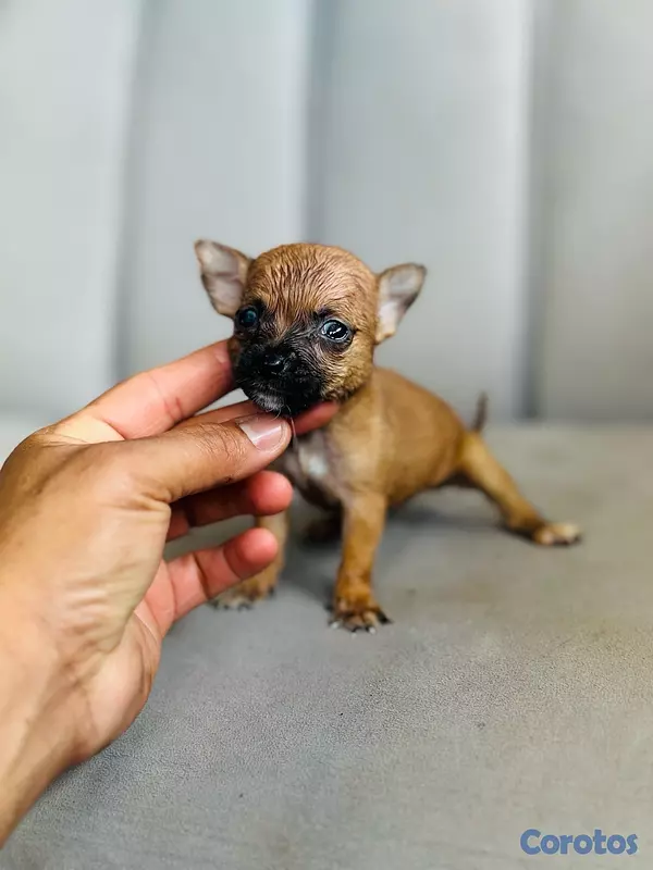 animales y mascotas - Chihuahua  3