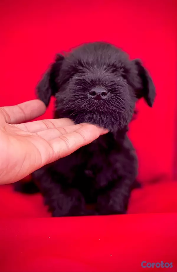 animales y mascotas - schnauzers hembras  3