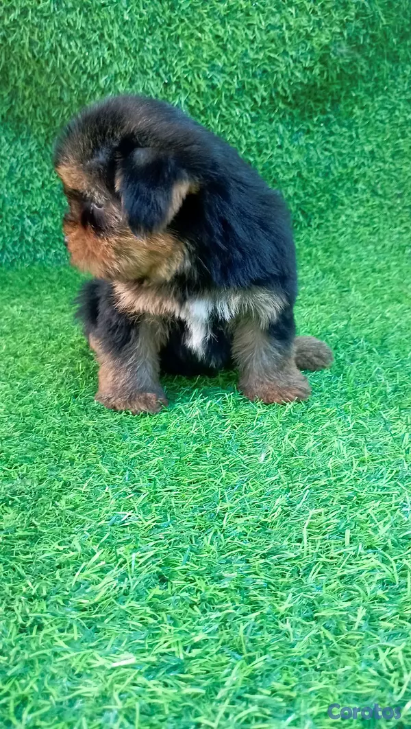 animales y mascotas - adorable cachorros yorky ambos sexo 3
