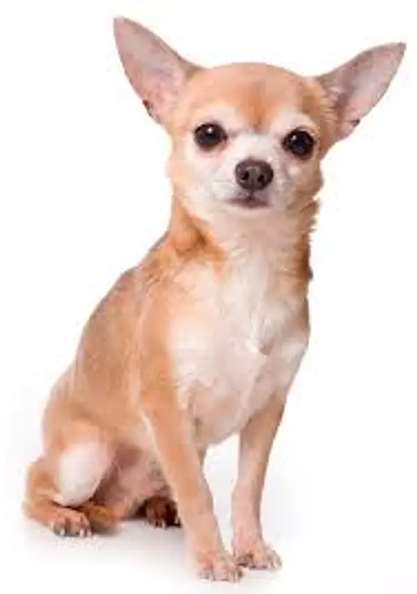 animales y mascotas - Adopto Perro Chihuahua  4