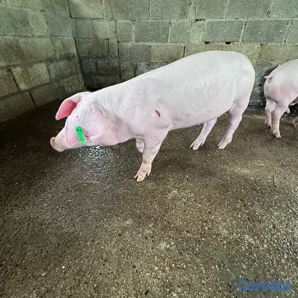 animales y mascotas - VENDO DOS VERRACOS (LANDRA) 2