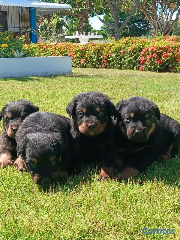 animales y mascotas - hermosos Cachorros de rottwailer de la mejor linea del pais  14