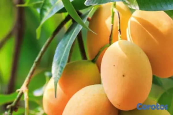 solares y terrenos - Venta de finca de mango en Baní por debajo del pre 2