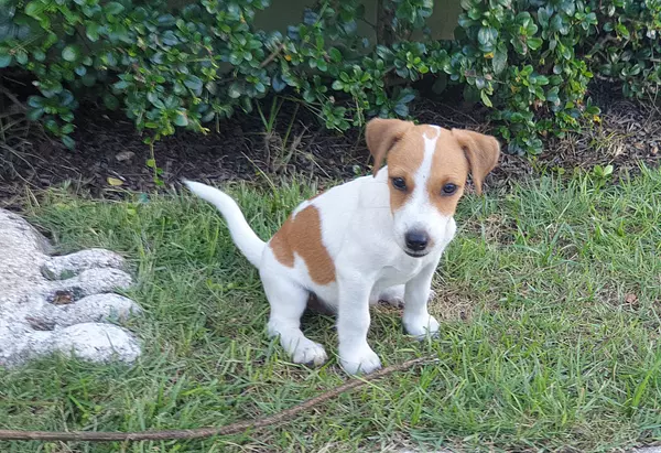 animales y mascotas - Perros Fox Terrier - Cachorros 2