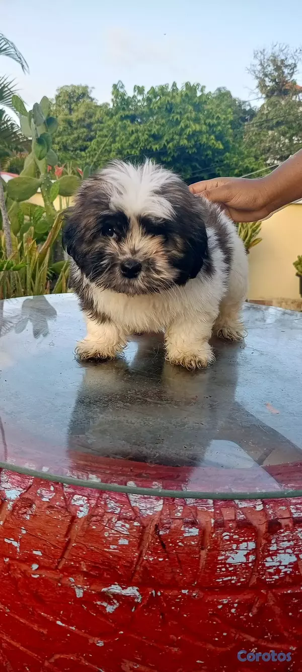 animales y mascotas - Cachorros de Shipoo 8