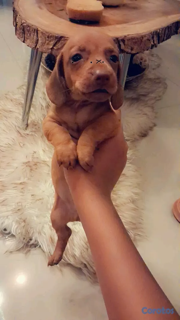 animales y mascotas - hermosos cachorritos salchicha 7