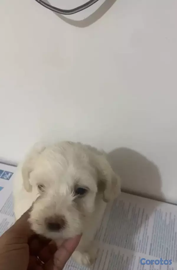 animales y mascotas - OFERTA CACHORRO MALTIPOO MACHO EN UBICADO EN SANTO 1