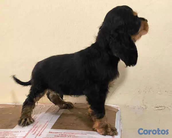 animales y mascotas - Cocker Spaniel Bien Lindos Hembras Y Machos 😍😍 6
