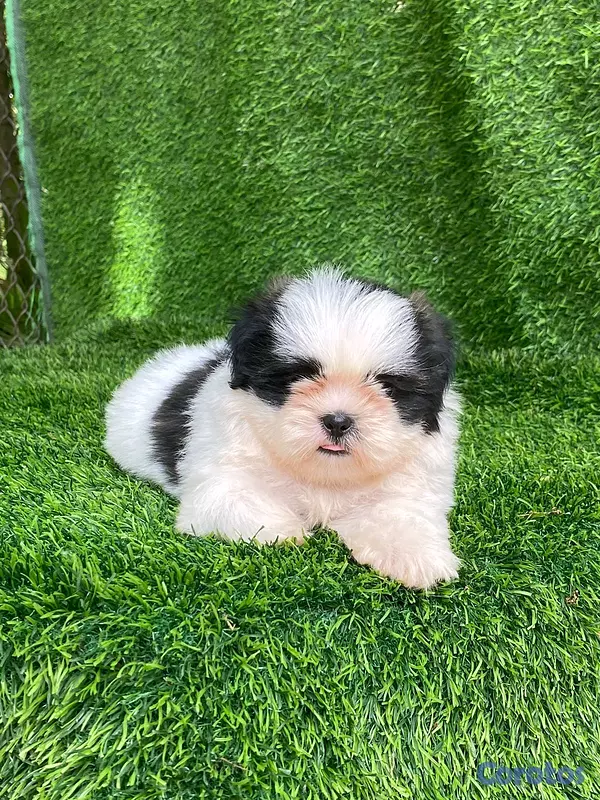 animales y mascotas - hermosos Cachorros shitzu toy  6