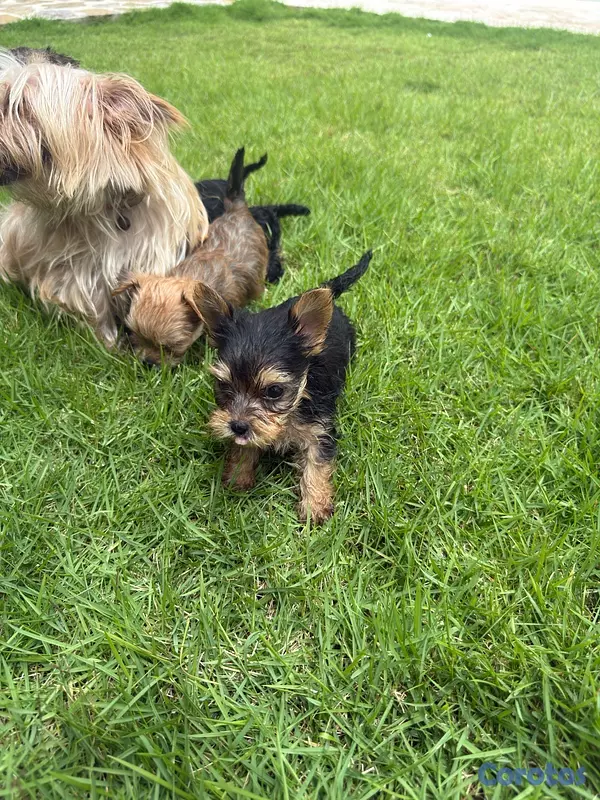 animales y mascotas - Yorkshire terrier linaje ruso  8