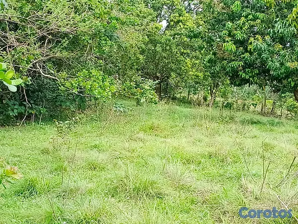 solares y terrenos - finca de 100 tareas con vocación agrícola y ganadera en yamasa  6