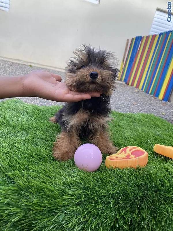 animales y mascotas - yorkie mini 5