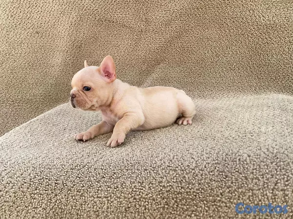 animales y mascotas - bulldog frances  3