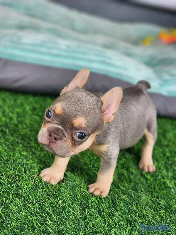 animales y mascotas - hermosos Cachorros buldog frances ambos sexo  4