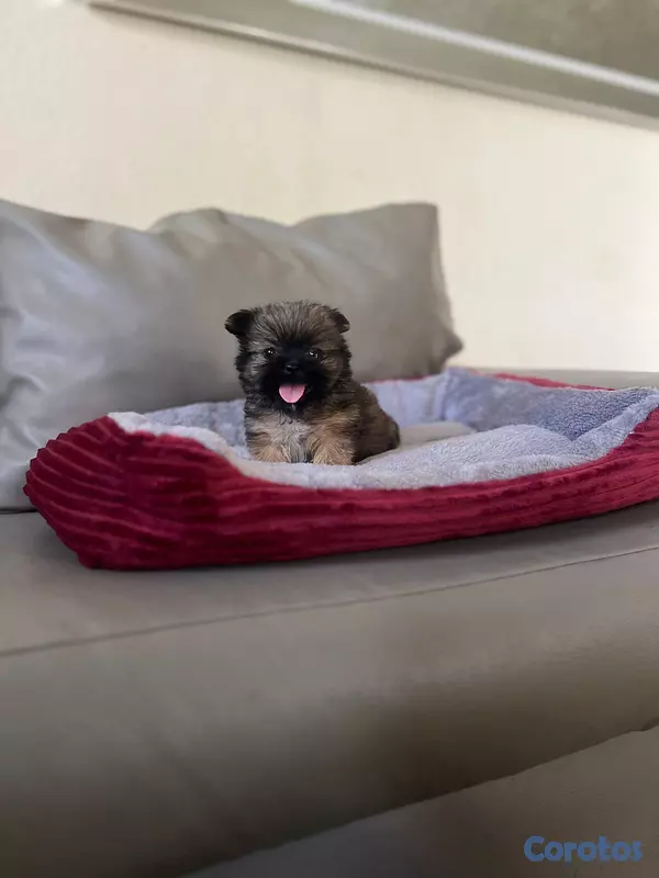 animales y mascotas - Shih poo mini 2