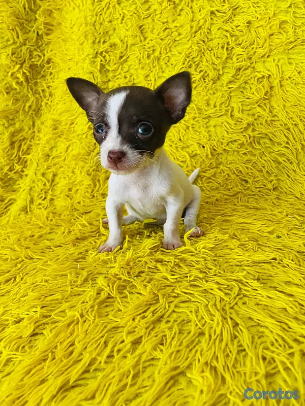 animales y mascotas - Cachorro chiguagua hembra 2