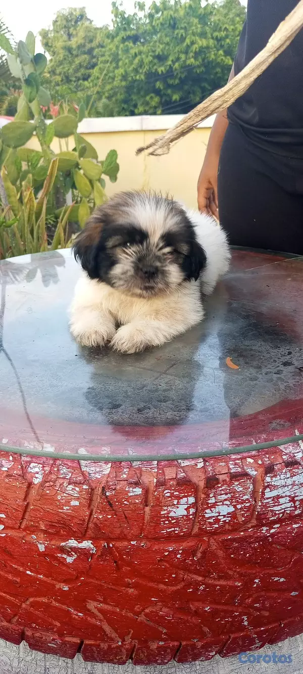 animales y mascotas - Cachorros de Shipoo 7