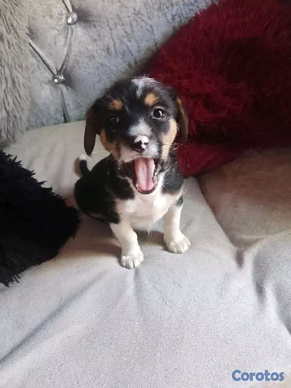 animales y mascotas - shih-chi-poo  2