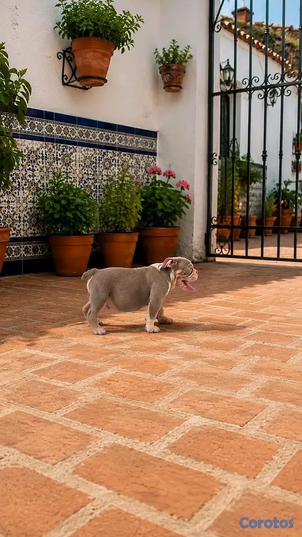 animales y mascotas - hermosos cachorrito Buldog inglés  2