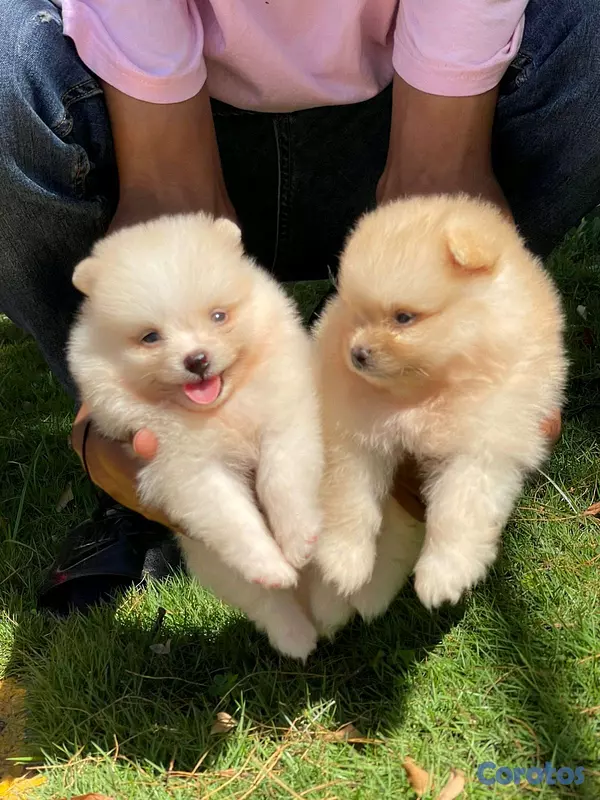 animales y mascotas - hermosos cachorritos pomeraia mini toy 2